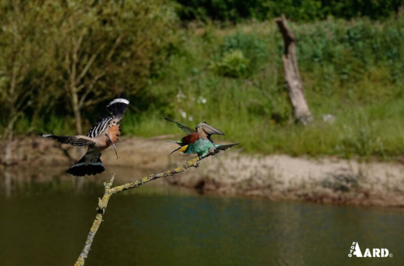 _DSC2170_edited (Kopie)00