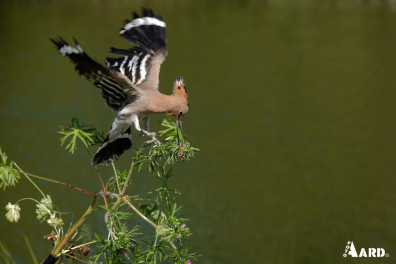 _DSC2254_edited (Kopie)00