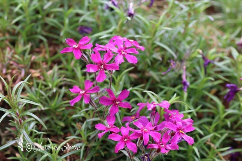 tn_IMG_0510_resultaat
