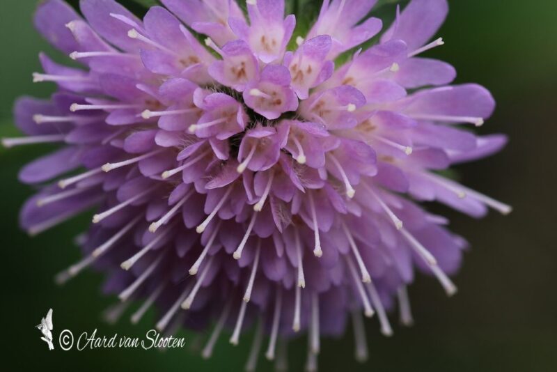 tn_IMG_0526_resultaat