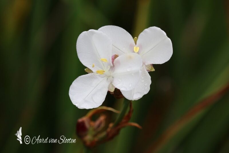 tn_IMG_0529_resultaat