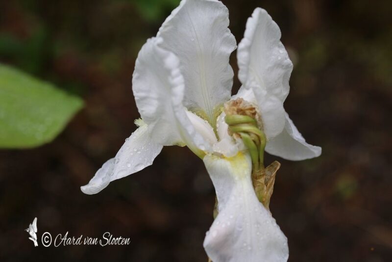 tn_IMG_0541_resultaat