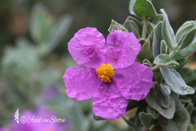 tn_IMG_0548_resultaat