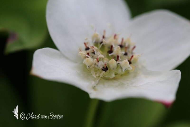 tn_IMG_0551_resultaat