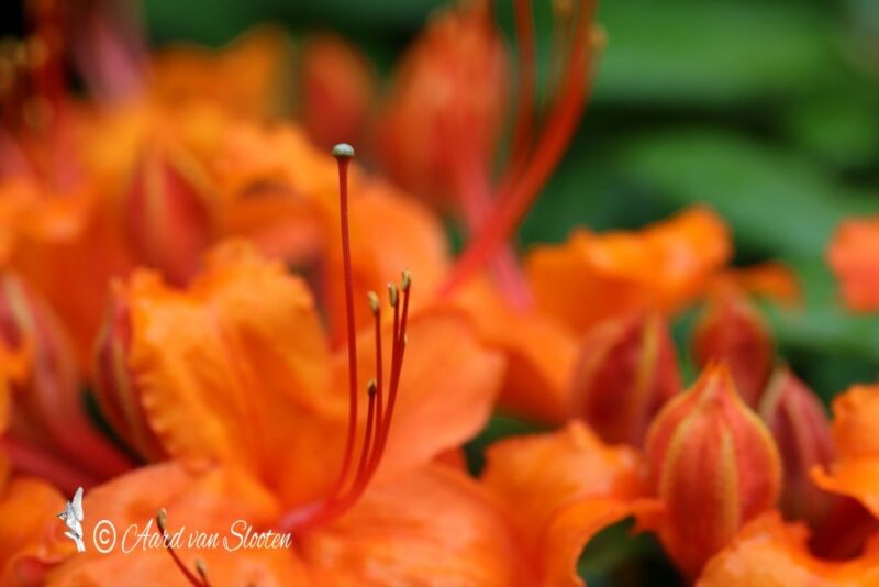 tn_IMG_0554_resultaat
