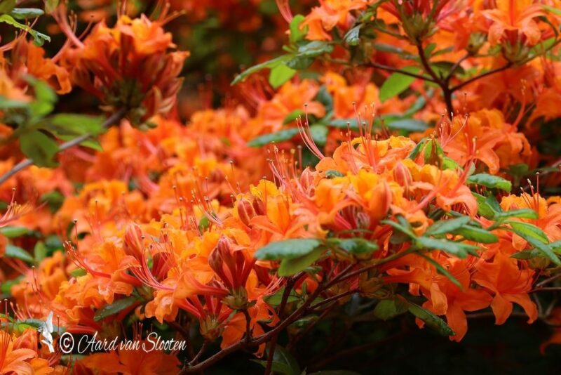 tn_IMG_0555_resultaat