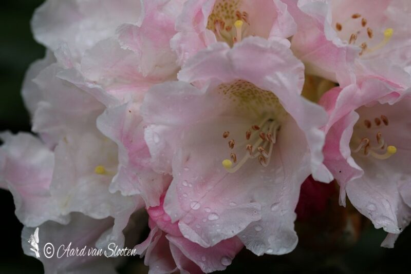 tn_IMG_0557_resultaat