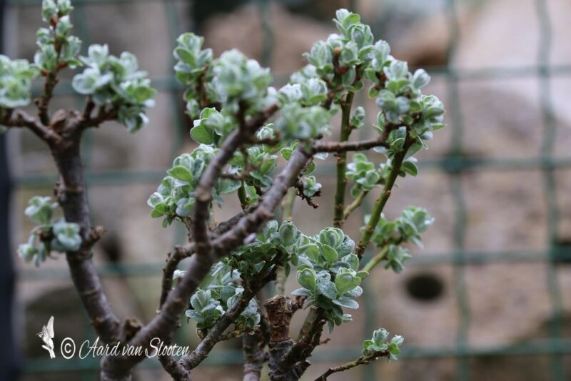 tn_IMG_0563_resultaat