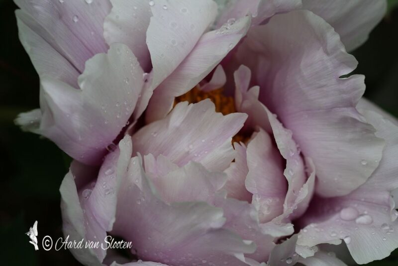 tn_IMG_0598_resultaat