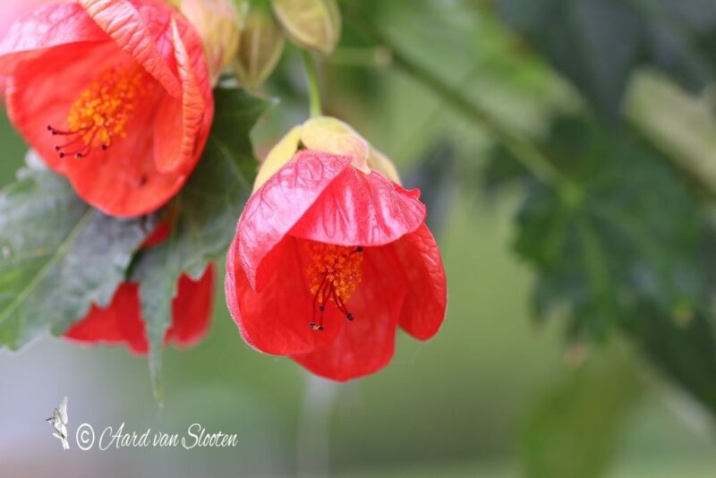 tn_IMG_0602_resultaat