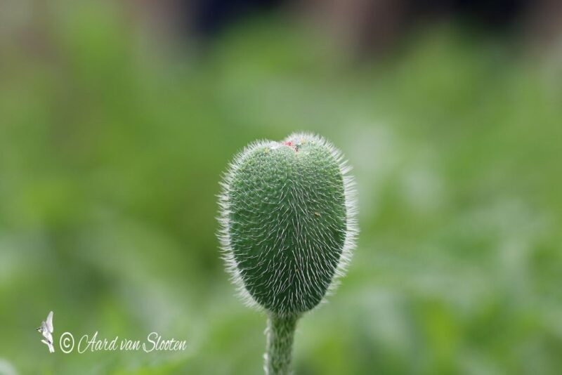 tn_IMG_0613_resultaat