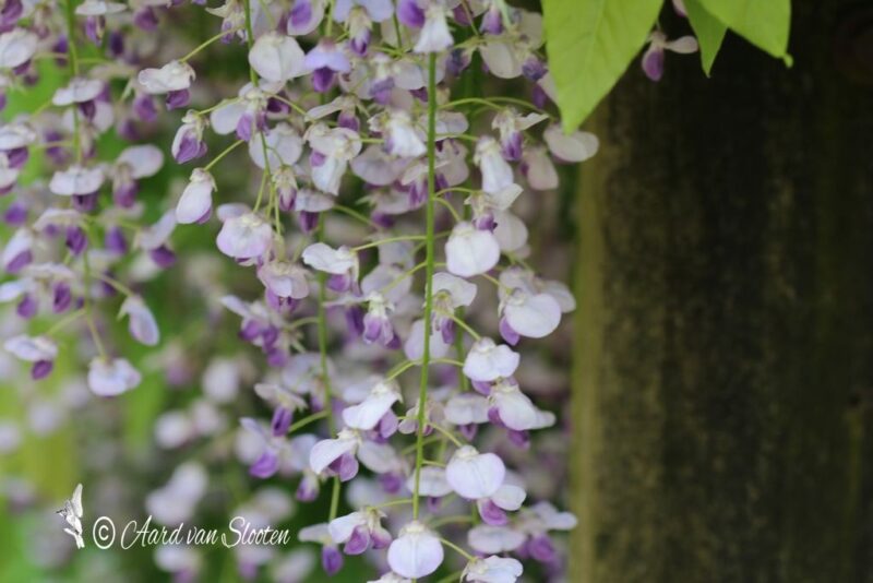 tn_IMG_0617_resultaat