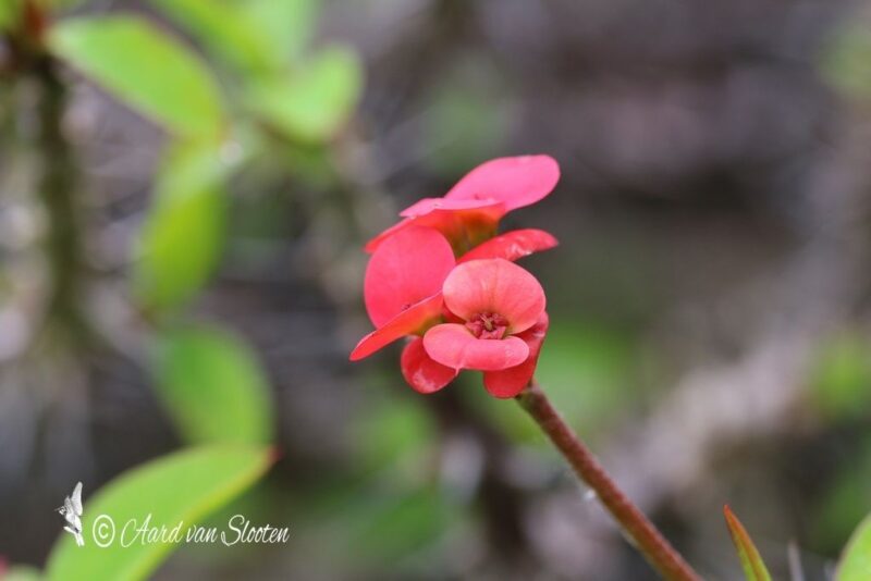 tn_IMG_0618_resultaat