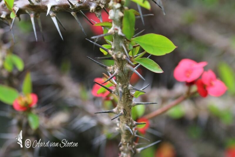 tn_IMG_0620_resultaat