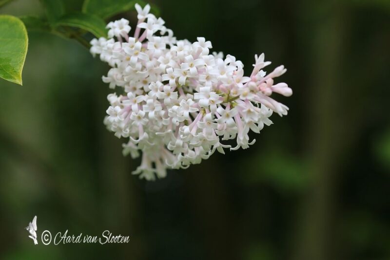 tn_IMG_0623_resultaat