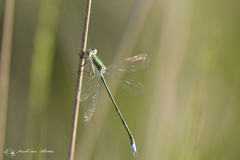 tn__DSC4945_resultaat
