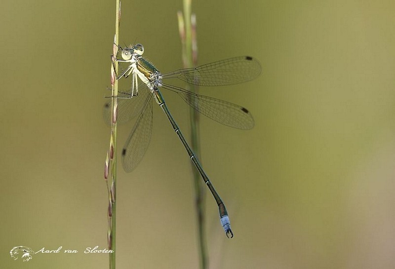 tn__DSC4958_resultaat