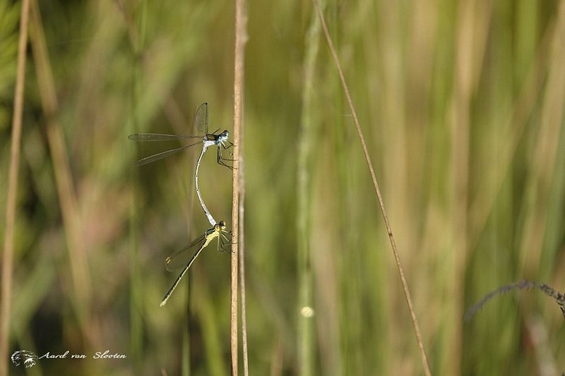 tn__DSC4964_resultaat