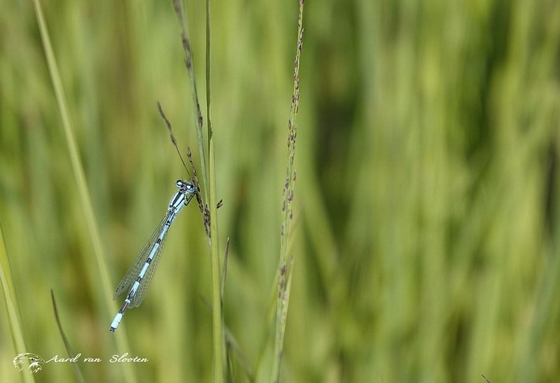 tn__DSC5161_resultaat